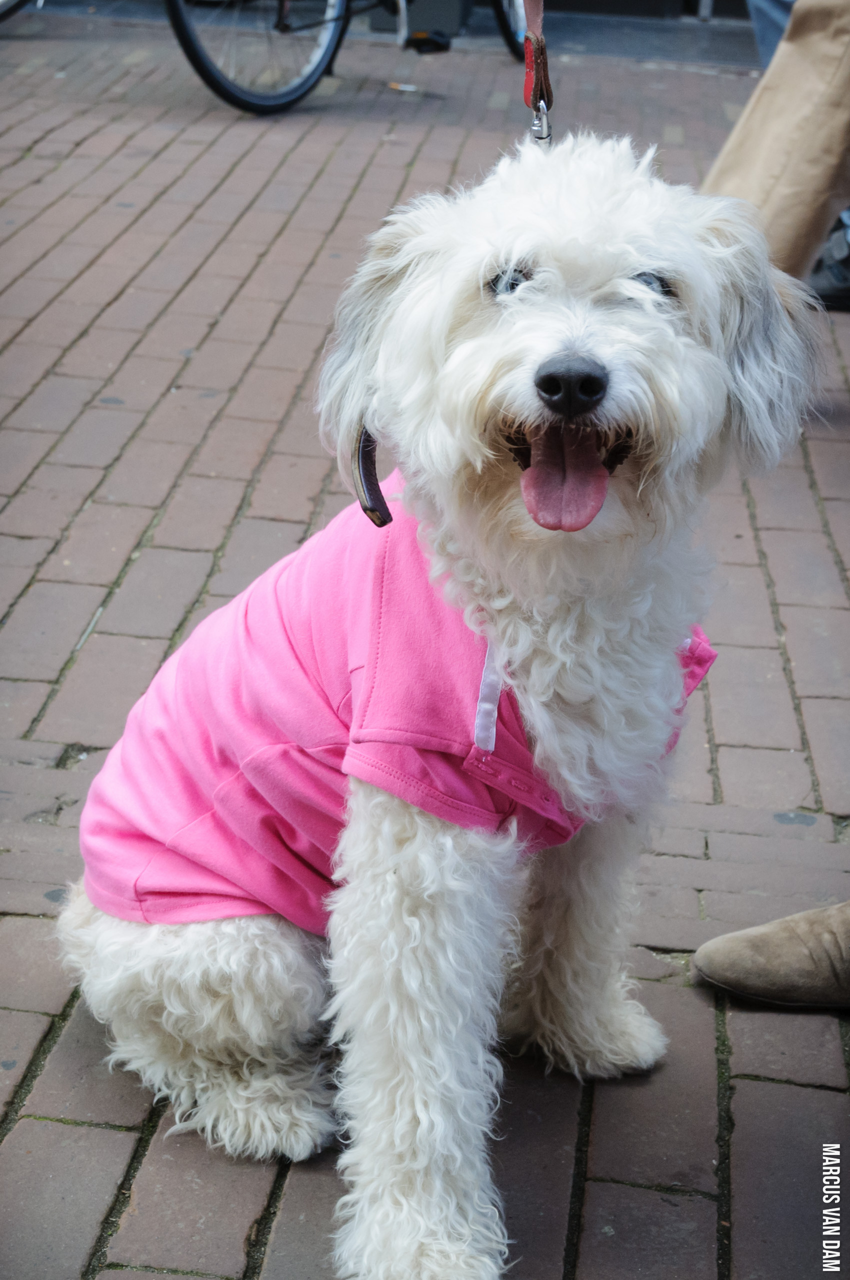 Roze Zaterdag (2012)